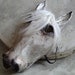 Masquerade mask Paper mache white horse head mask animal mask costume