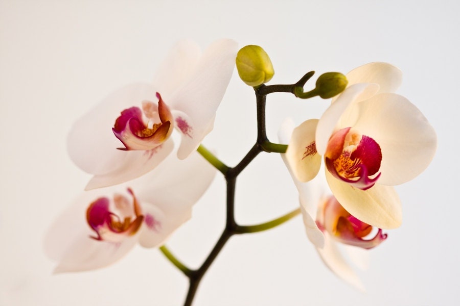 Orchid Blossom Photography, Macro Flower Print, Nature Photography, Orchid Flower Photo, Canvas Print, Photo Paper Print, Macro Photography