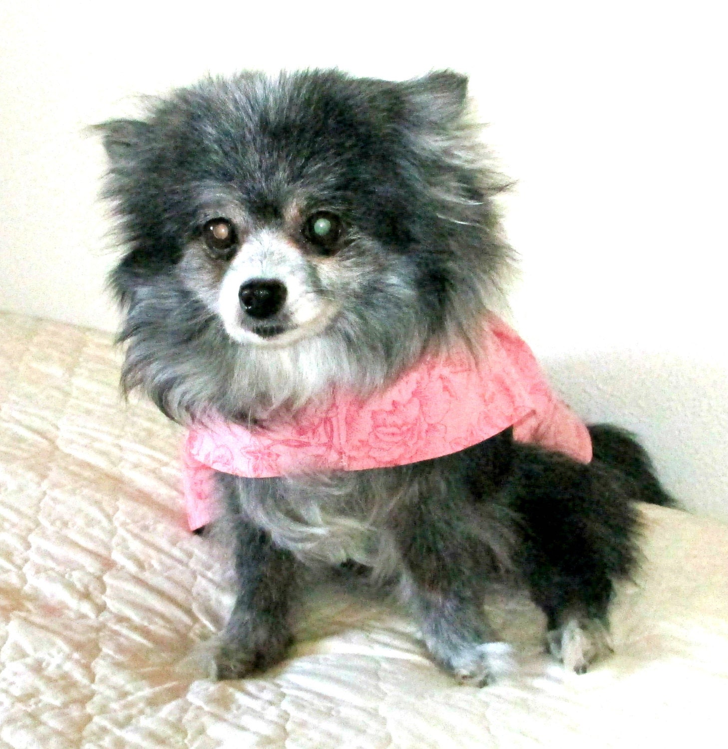 Little Dog's Dress Cotton for Toy Poodle Etc. - Rose Print Bodice and Panels w/Flower-Printed Underskirt - Made to Order