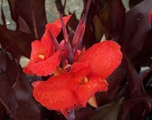 Burgandy Leaf Red Canna Lily 3 Rhizomes - arborfieldplants