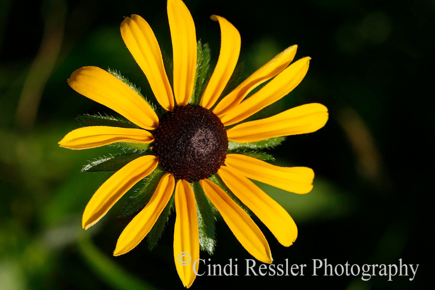 Black-eyed Susan, 5x7 Fine Art Photography, Flower Photography, Nature Photography - CindiRessler