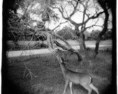 Sadie and Dwight - Holga photo