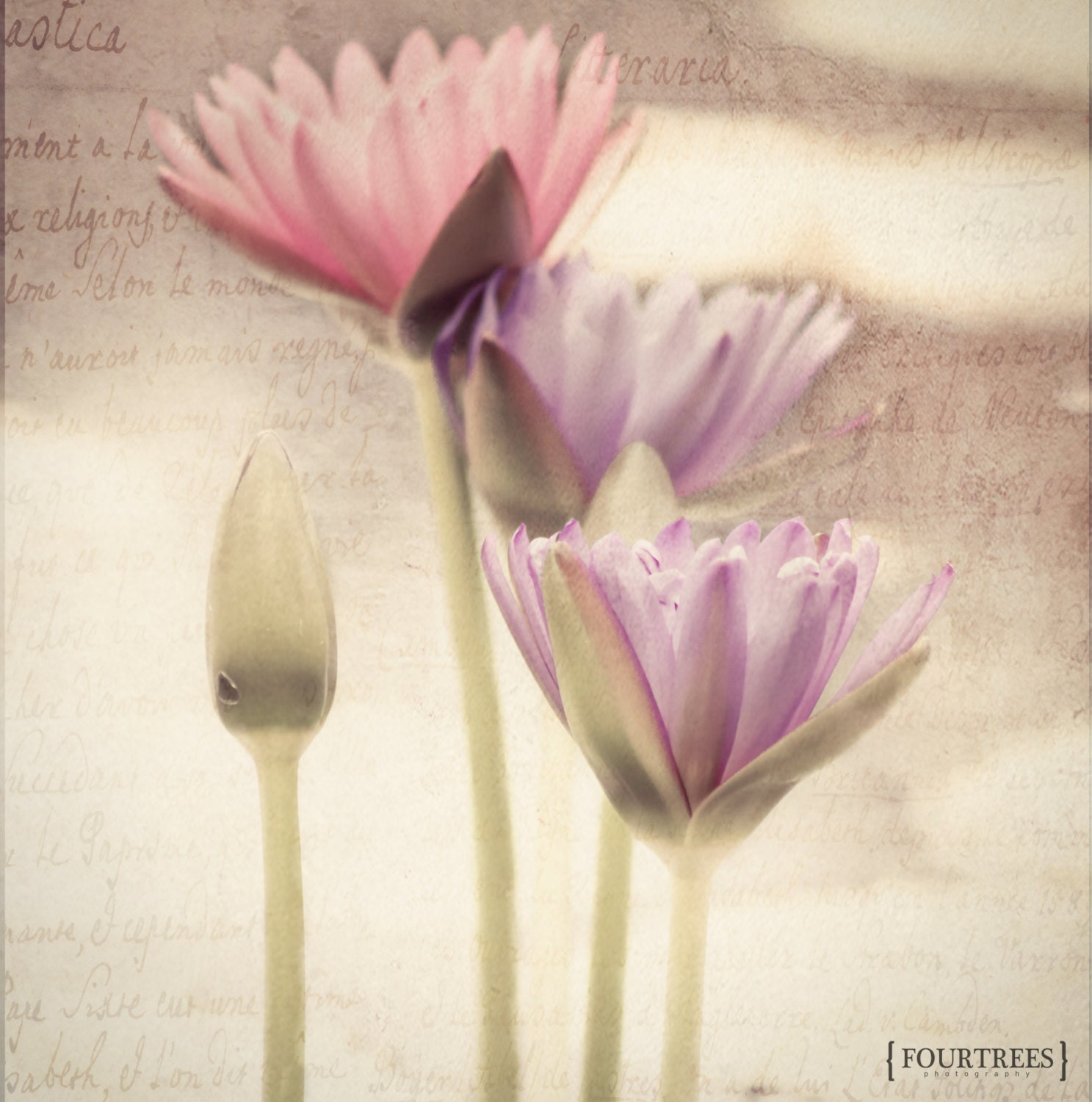 Lily Two - 8x8 flower lillies photography print home decor shabby chic wall nursery art botanical floral girly pink purple letter pastel fem