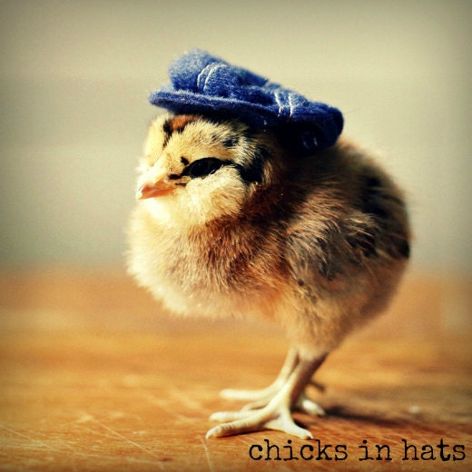 Chicks in Hats Newsboy Magnet This Will Make Your Refrigerator Happy