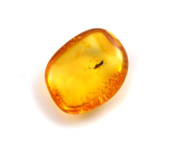 Natural Baltic  Amber  - cognac - INSECT -13x10mm - rounded bead - Unique collectable - Fly / sawfly