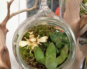 Miniature Hand Blown Glass Succulent Hanging Terarium - Bzzzz