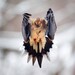 Mourning Dove: The Art of Staying Aloft No.30  (Zenaida macroura)
