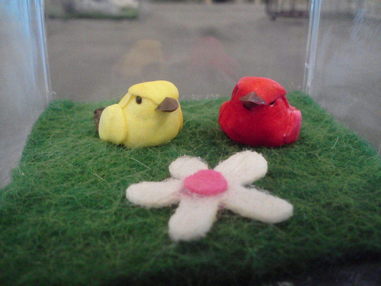 Baby birds in dust free case