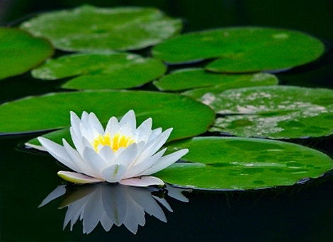 35% OFF - 1/2oz Natural Waterlily Perfume Oil, Waterlily Scent, Waterlily Fragrance, Waterlily