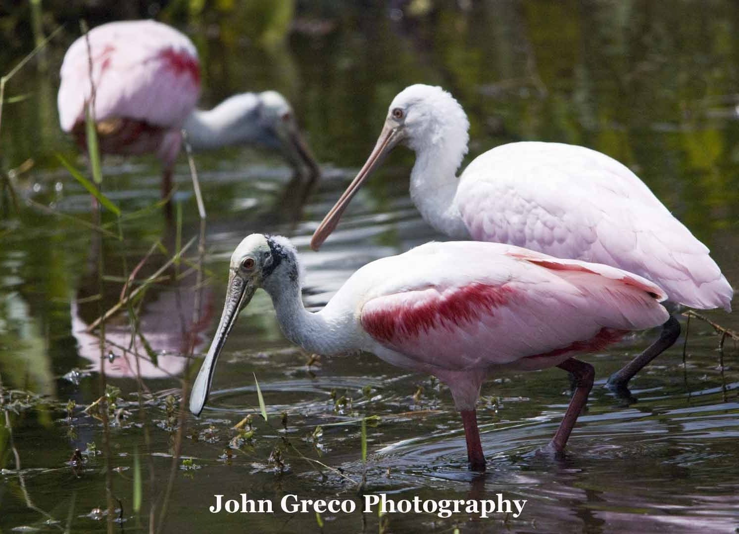 Roseate Spoonbills