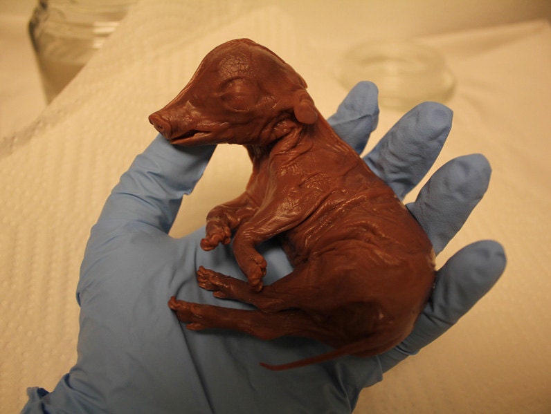 Preserved Fetal Pig - Wet Specimen, Oddities, Fetus