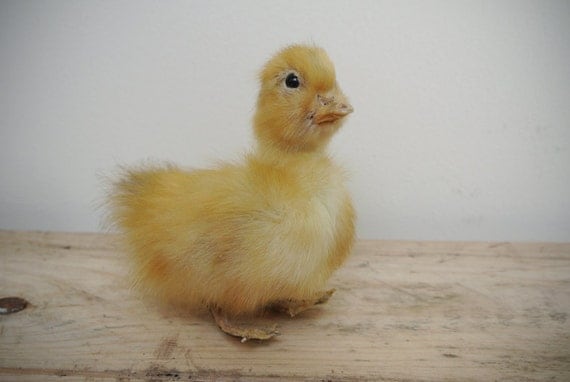 Taxidermy Duckling featured image