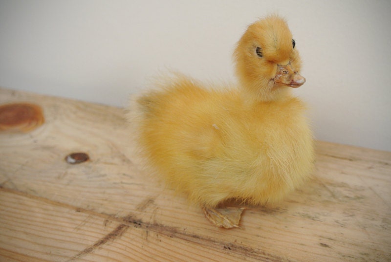 Taxidermy Duckling featured image