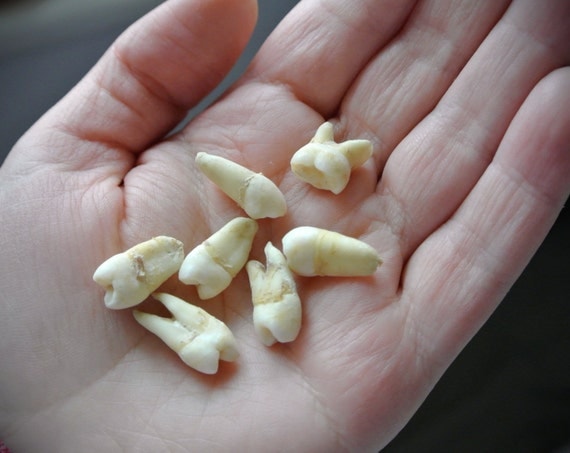 7 Real Human Teeth Molars and PreMolars featured image
