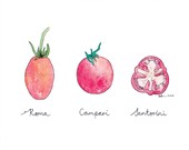 3 Tomato Vegetable Watercolor Art Drawing 8x10" Print (unframed)