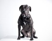 fine art dog photography, Detroit fine art, pit bull- rescue, white, gray, muted, simplistic, home decor fine art photography