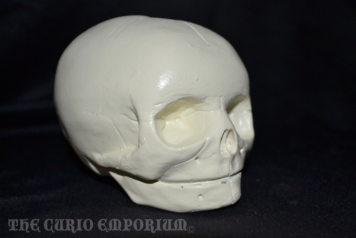 Human Fetal Skull Replica Cast