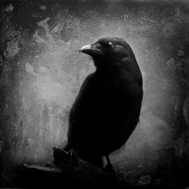Raven Photography, Blackbird Photograph, Black and White Monochrome Photo, Birding, Ebony, Grey, Goth, Halloween Decor, Dark Art