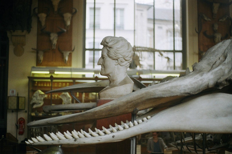 Noses - 12 x 8 Fine Art Photography Print from 35mm film