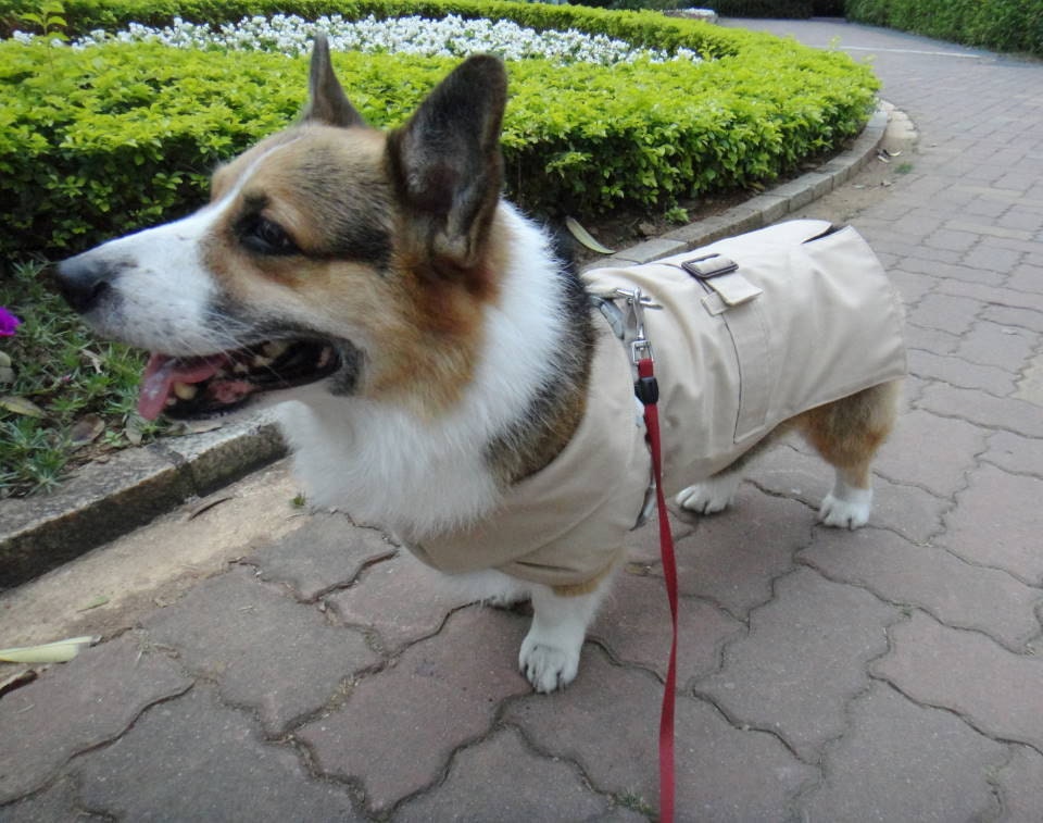 Small dog trench coat Cotton belted trench coat with fleece lined scarf (size SS-SM)