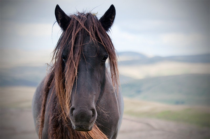 Horse photo, black and white horse photo, fine art print, animal photograph, brown pony, choice of sizes - MitchMcfarlanePhotos