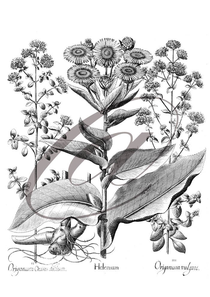 Flowers in black and white Vintage style  Art Print  Antique  Digital Collage Art Print Home Decor Wall Hanging Home