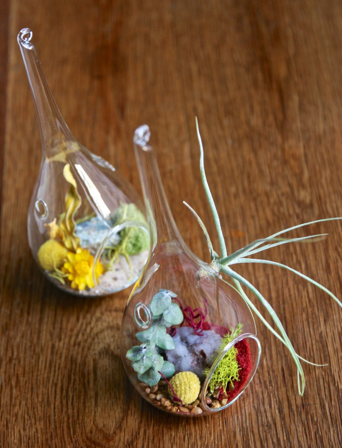 OOAK teardrop glass terrarium display with air plant and preserved materials by Flower Power Nation