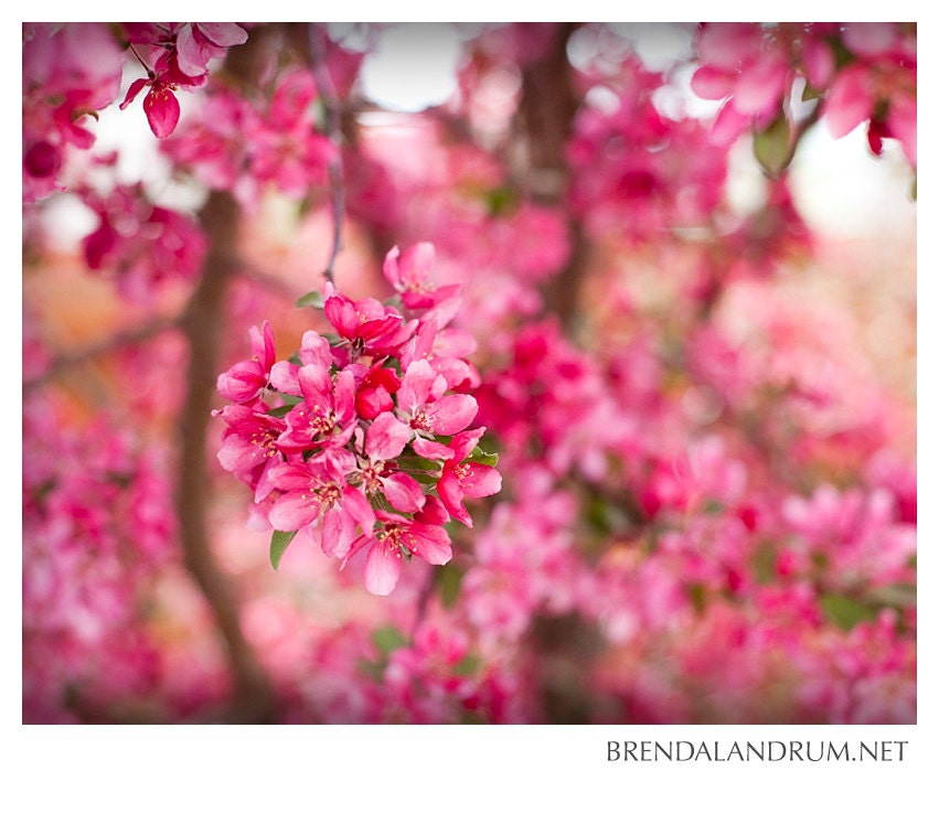 Pink Apple Blossom -- Floral Photography, Fine Art, 11x14 Print, Home Decor, Nursery Decor, Bright Pink