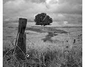 Nebraska Pasture Pathway in Black and White -- Landscape Photography, Fine Art Print, 11x14 Lustre Print, Home Decor