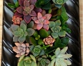 Vertical Living Succulent Wall Hanging or Table Top in Dark Rope Design Frame Great Father's Day Gift