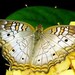 Butterfly 8x10 photo White Peacock Butterfly sitting on a yellow Hydrangea Flower