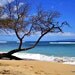 Landscape Photography - Maui Seascape - Wall Art Print 16 x 24