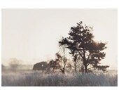 winter tree color photo print - whimsical fine art nature photography, morning, cold, frost, sun, dream, enchanting - 14x11