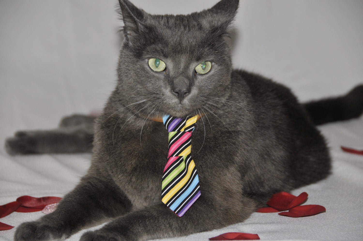 Rainbow Stripe Neck Tie