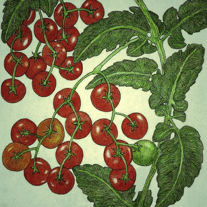 Tomato seeds/ Red Grape - 1gram