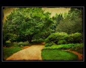 5x7 Fine Art Print, Walk in the Garden