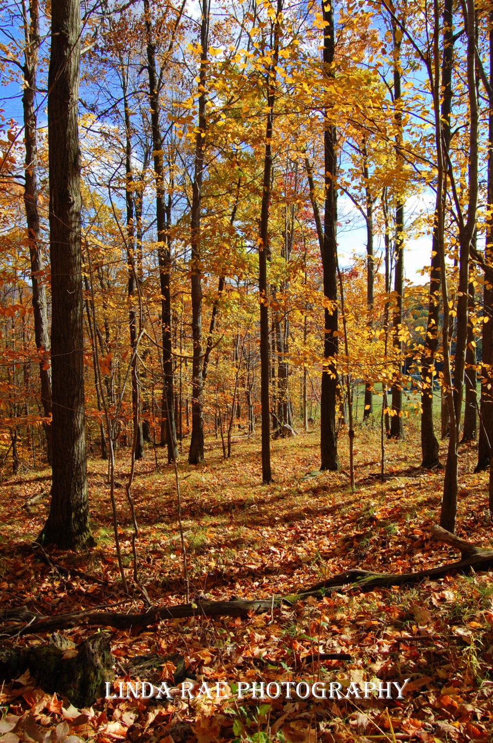 Fall Foliage 8 x 10 Photo, Forest, Trees, Fine Art Photography, Nature Landscape. Wall Decor, Home Decor, Office Decor - LindaRaeImages