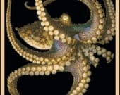 The Flowing Octopus - Counted Needle Point and Cross Stitch Chart Patterns