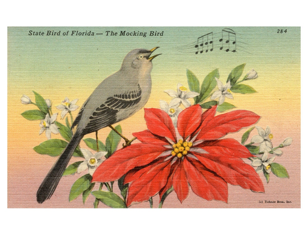 Florida State Bird Vintage Postcard Colorful by MeganLeeVintage