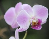 Nature Photography Flower Photo Plant Nature Lavender Orchid Flower Detail Petals Art Print Photograph 8x12