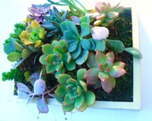 8.5 X 10 Vertical Succulent Garden, Succulent Wall Art, Vertical Garden Frame, Succulent Planter, Succulent Gift, Living Wall Art
