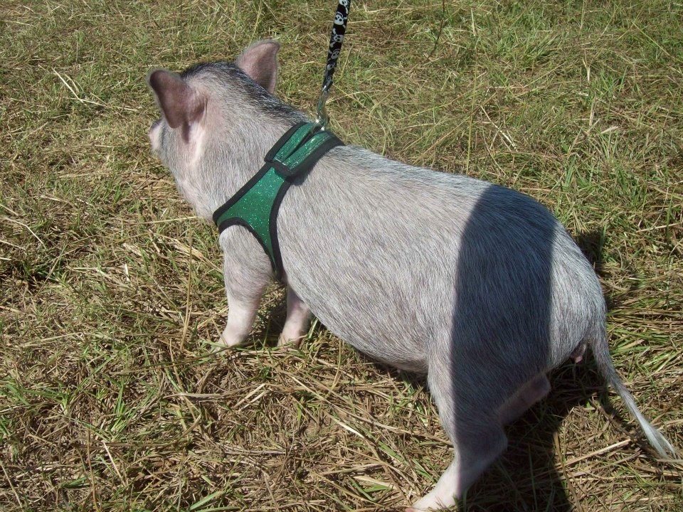 Bacon Wraps - The Couture Harness for your Mini Pig - 6 Glitter Color Choices