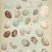Vintage Birds Egg Art Print Antique Rare Egg Print 100 Years Old Bookplate Lithograph Plate 2