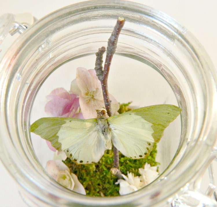 Butterfly Terrarium Kit, Real Butterfly in Glass Jar Terrarium Kit, Green and Purple Spring