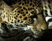 jaguar photograph, big cats, spotted feline, Father's Day, Brevard Zoo,5x7, nature pics, eyes, head