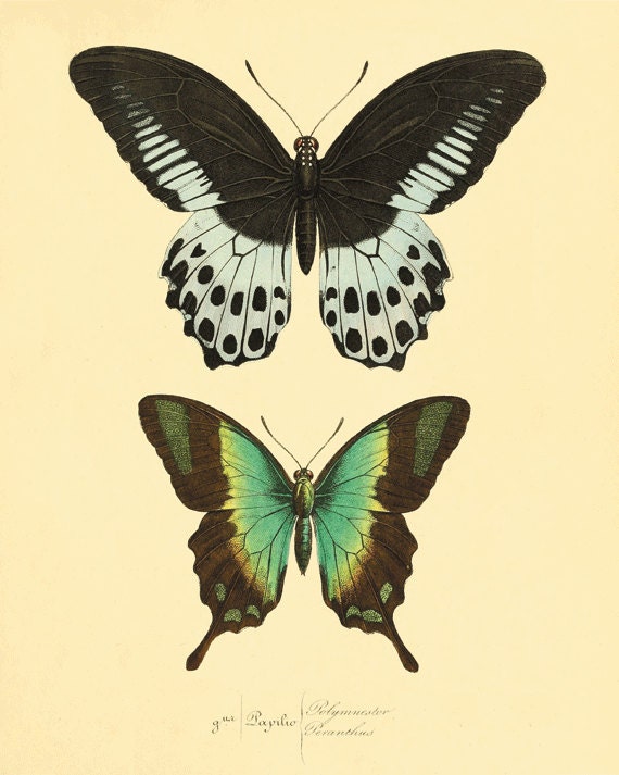 Vintage Green Butterfly Print Nature print Natural History old prints Victorian art 1800s vintage prints Home decor wall art 8x10 art print