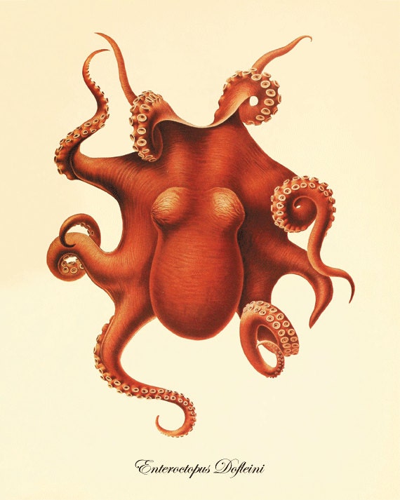 Octopus Vintage prints old prints Nautical art print Ocean Decor Natural History Victorian art antique prints nature print 8x10 art print