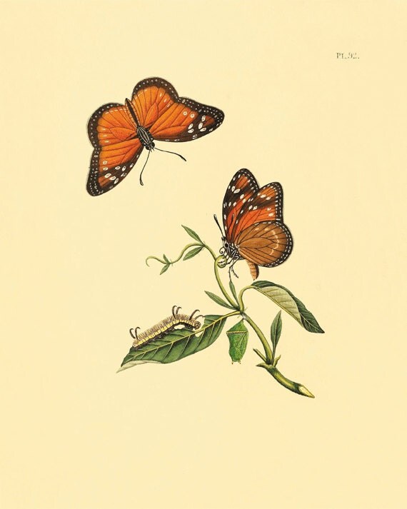 Items Similar To Vintage Butterfly Print Nature Print Natural History