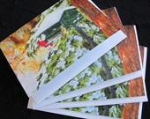 CARDINAL at bird feeder - set of 4 greeting cards from watercolor bird painting