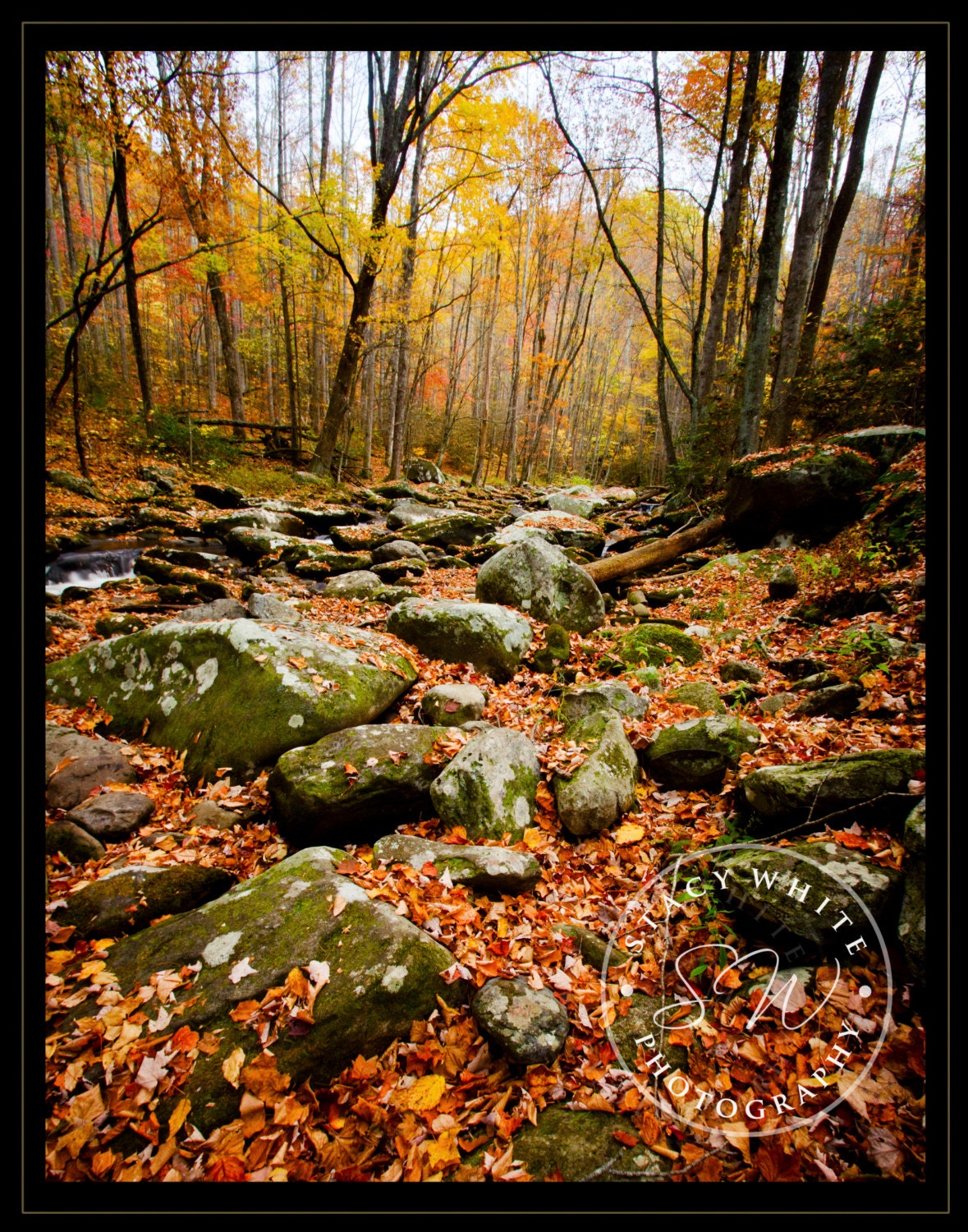 Nature Photography - Landscape Photography - Fall in the Smokies - Fine Art Photography - 11 x 14